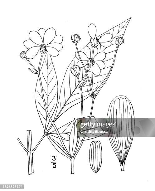 antique botany plant illustration: coreopsis tripteris, tall tickseed - coreopsis verticillata stock illustrations