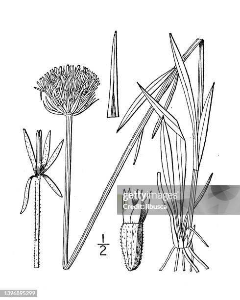antique botany plant illustration: marshallia caespitosa, narrow leaved marshallia - tapered roots stock illustrations