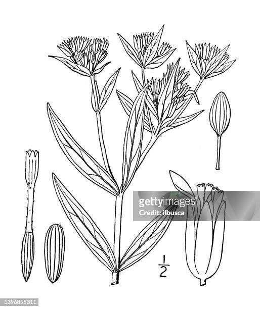 antique botany plant illustration: flaveria angustifolia, narrow leaved flaveria - tapered roots stock illustrations