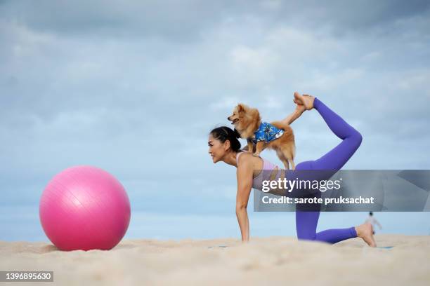 strong and fit asian woman exercising yoga on the beach with little cute dog . - animal body imagens e fotografias de stock