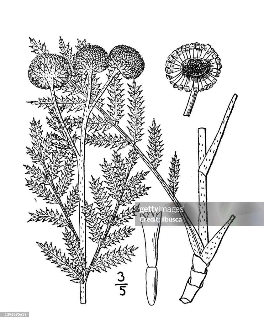 Antique botany plant illustration: Tanacetum Huronense, Lake Huron Tansy