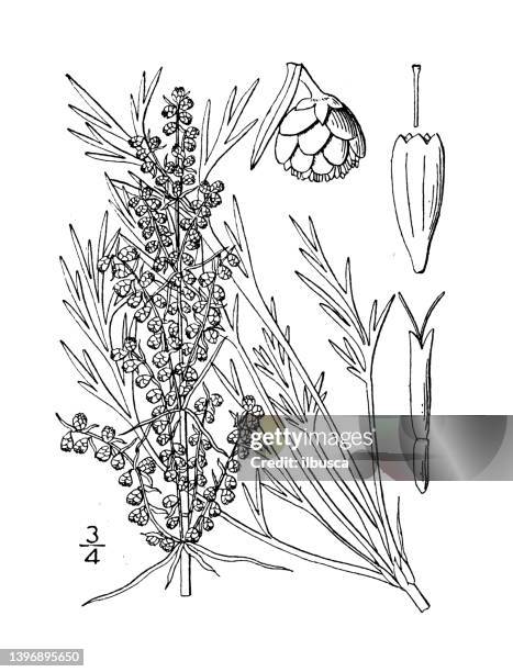 antique botany plant illustration: artemisia caudata, tall wormwood - high yield stock illustrations