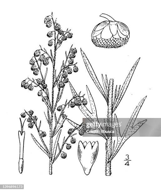 antike botanische pflanzenillustration: artemisia glauca, seidiger wermut - wormwood plant stock-grafiken, -clipart, -cartoons und -symbole