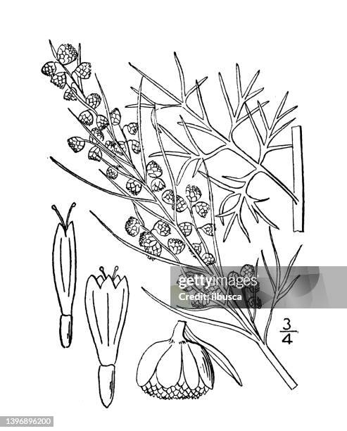 antike botanische pflanzenillustration: artemisia abrotanum, southernwood - wormwood plant stock-grafiken, -clipart, -cartoons und -symbole