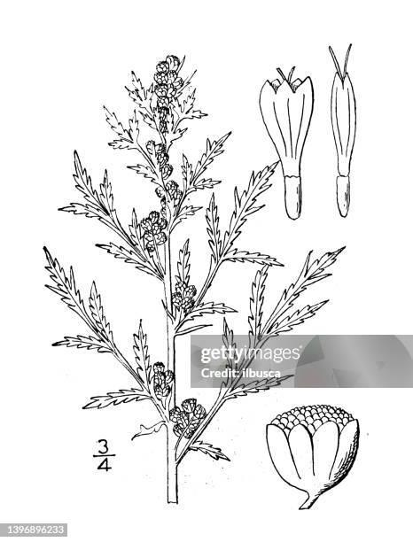 antike botanische pflanzenillustration: artemisia biennis, biennale wermut - wormwood plant stock-grafiken, -clipart, -cartoons und -symbole