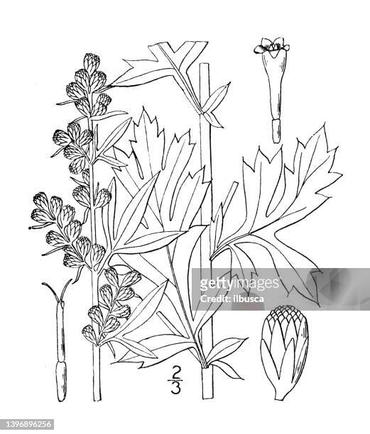 antike botanische pflanzenillustration: artemisia vulgaris, beifuß - wormwood plant stock-grafiken, -clipart, -cartoons und -symbole