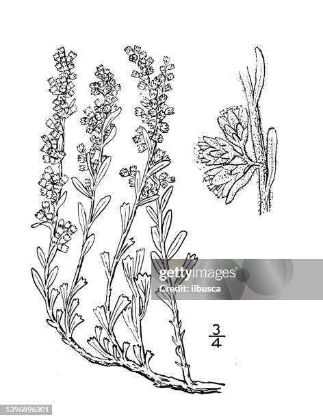 antike botanische pflanzenillustration: artemisia bigelovii, bigelows salbeibusch - wormwood plant stock-grafiken, -clipart, -cartoons und -symbole