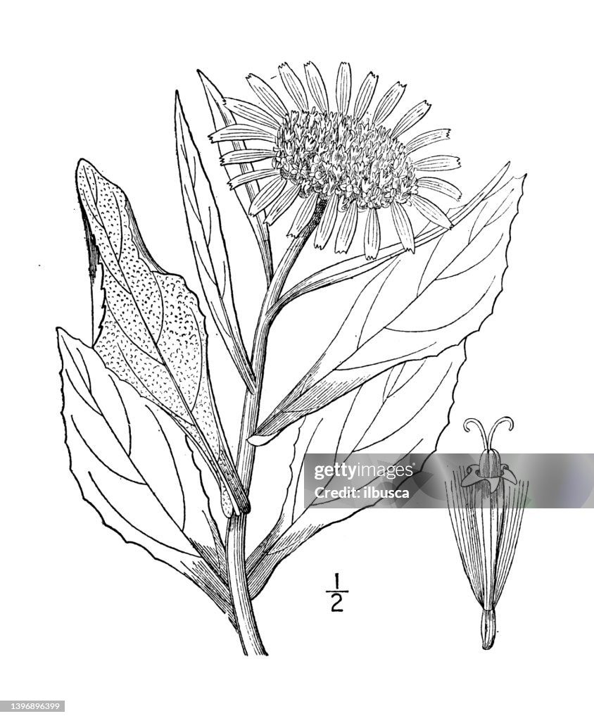 Antique botany plant illustration: Senecio pseudo arnica, Seabeach senecio