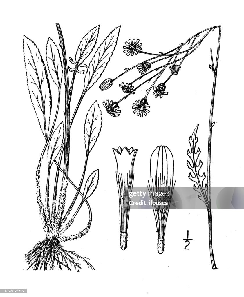 Antique botany plant illustration: Senecio Smallii, Small's Squaw-weed