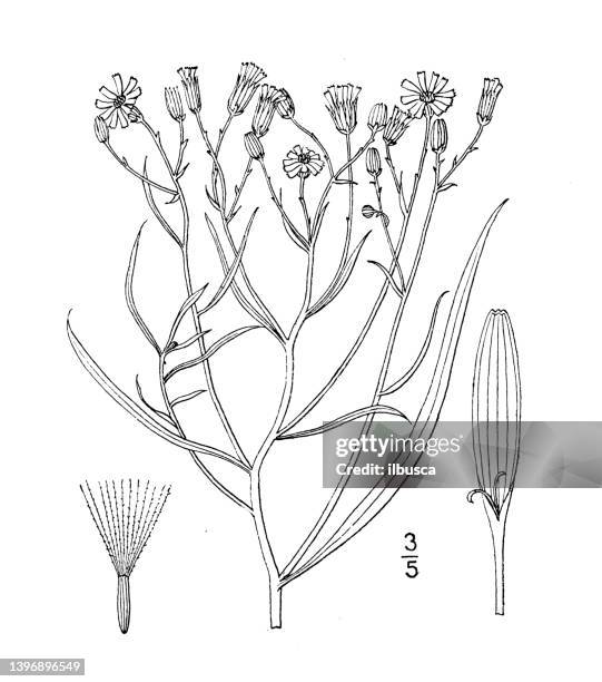 antique botany plant illustration: senecio douglasii, douglas' senecio - ragwort stock illustrations