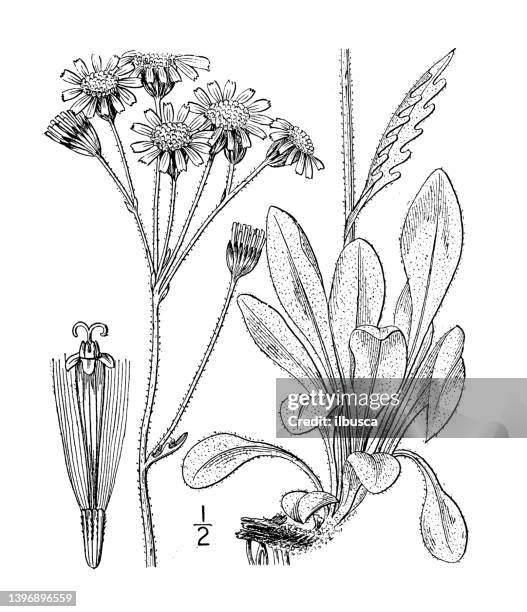 白黒 モノクロの花のイラスト 角 コーナー用 無料のフリー素材集 百花繚乱 モノクロフラワーイラスト ラグ Ciudaddelmaizslp Gob Mx 白黒 モノクロの花のイラスト 角 コーナー用 無料のフリー素材集 百花繚乱 モノクロフラワーイラスト ラグ Ciudaddelmaizslp Gob Mx