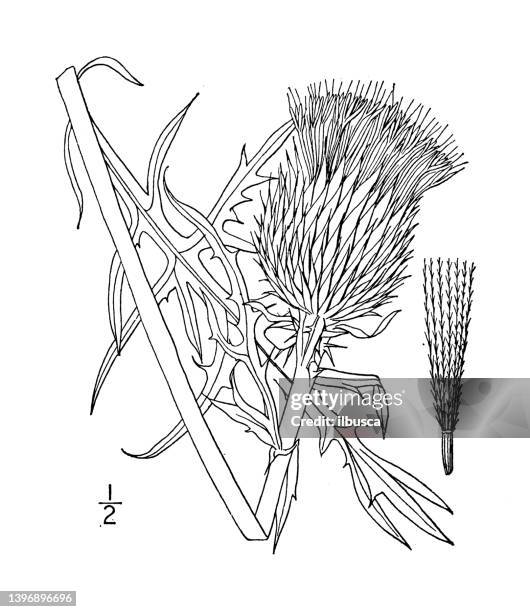 antique botany plant illustration: carduus pitcheri, pitcher's thistle - burdock stock illustrations