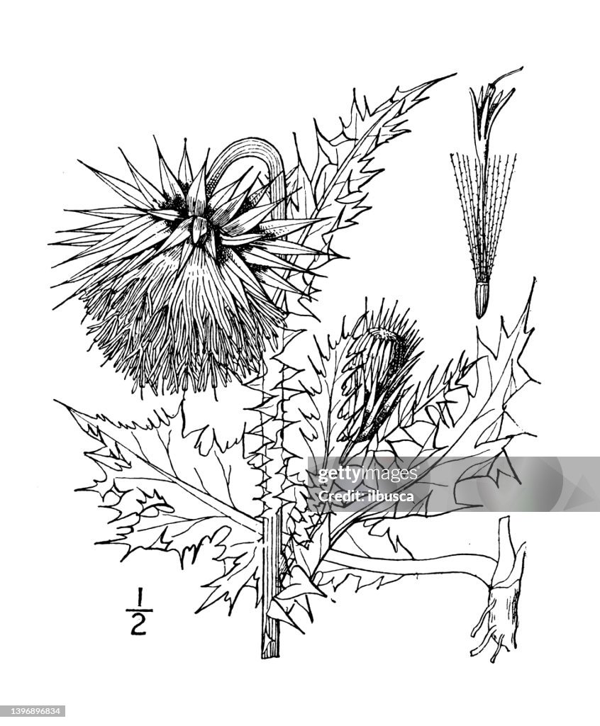 Antique botany plant illustration: Carduus nutans, Musk Thistle