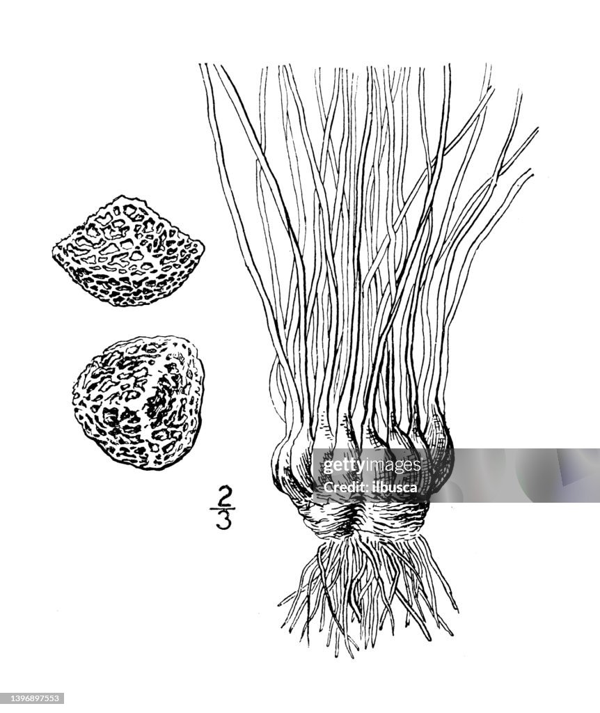 Ilustración de plantas botánicas antiguas: Isoetes Dodgei, Dodge's Quillwort