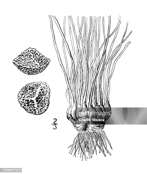 antique botany plant illustration: isoetes dodgei, dodge's quillwort - isoetes stock illustrations