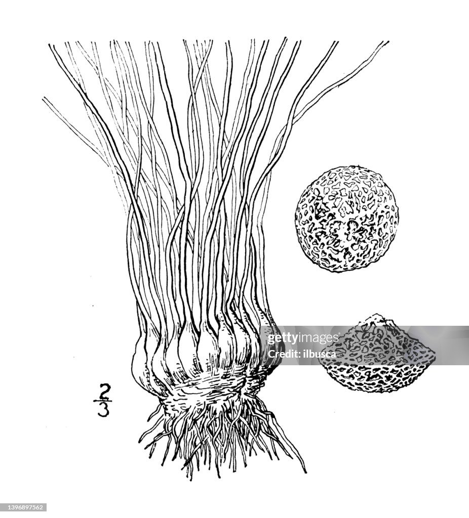 Antique botany plant illustration: Isoetes Eatoni, Eaton's Quillwort