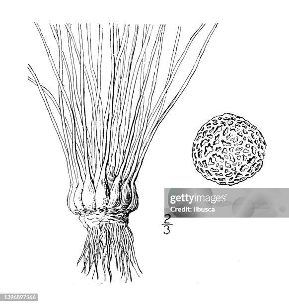 antique botany plant illustration: isoetes foveolata, pitted quillwort - isoetes stock illustrations