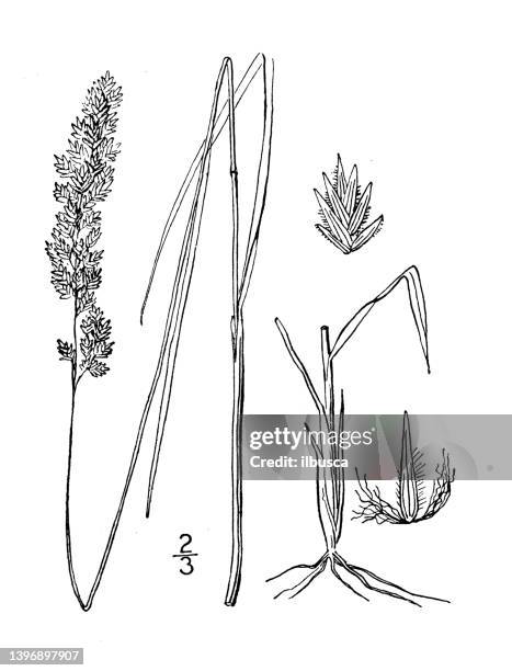 antique botany plant illustration: poa arachnifera, texas bluegrass - bluegrass stock illustrations