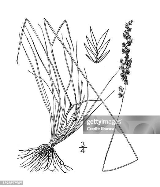 antique botany plant illustration: festuca capillata, filiform fescue - filiform stock illustrations