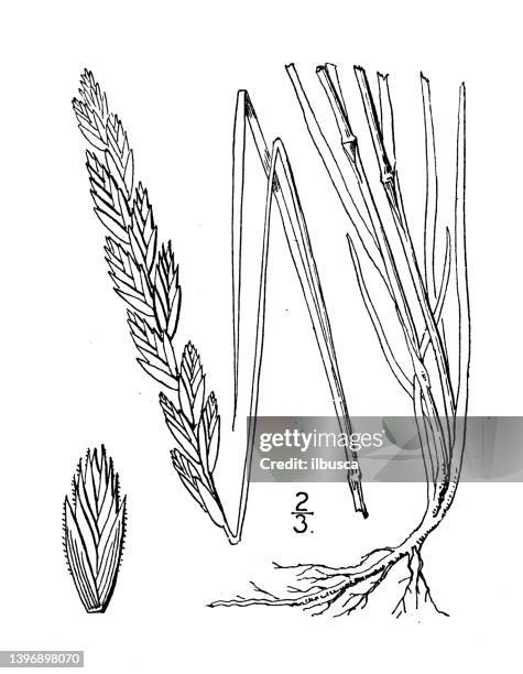 stockillustraties, clipart, cartoons en iconen met antique botany plant illustration:  agropyron tetrastachys, coast wheatgrass - kweekgras