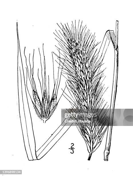 Winter Rye Graphical Antique Botany Plant Illustration Elymus Robustus Stout Wild Rye High ...