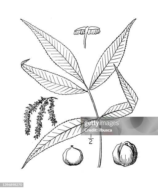 antike botanische pflanzenillustration: hicoria carolinae-septentrionalis, southern shag-bark - tree bark stock-grafiken, -clipart, -cartoons und -symbole