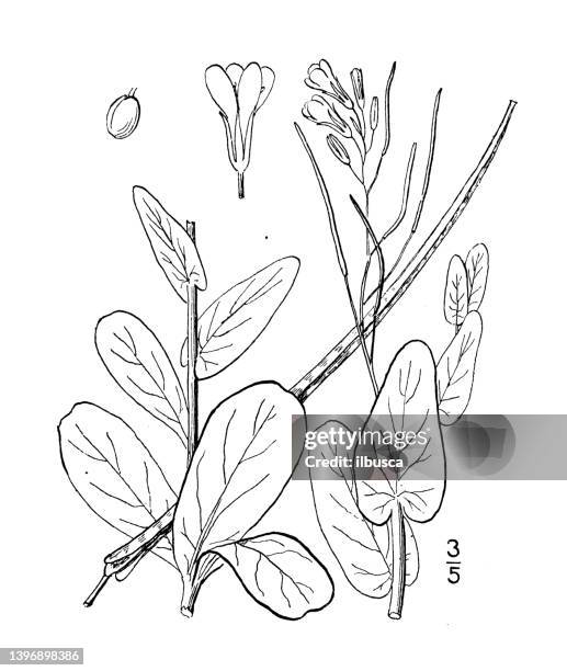 antique botany plant illustration: conringia orientalis, hare's ear, treacle mustard - molasses stock illustrations