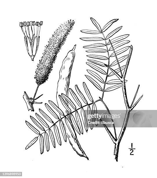 antique botany plant illustration: prosopis glandulosa, prairie mesquite - honey locust stock illustrations