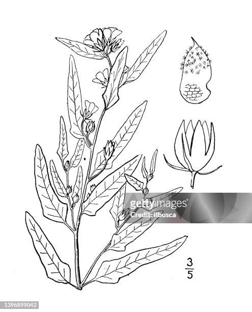 stockillustraties, clipart, cartoons en iconen met antique botany plant illustration: sphaeralcea cuspidata, sharp fruited globe mallow - kaasjeskruid