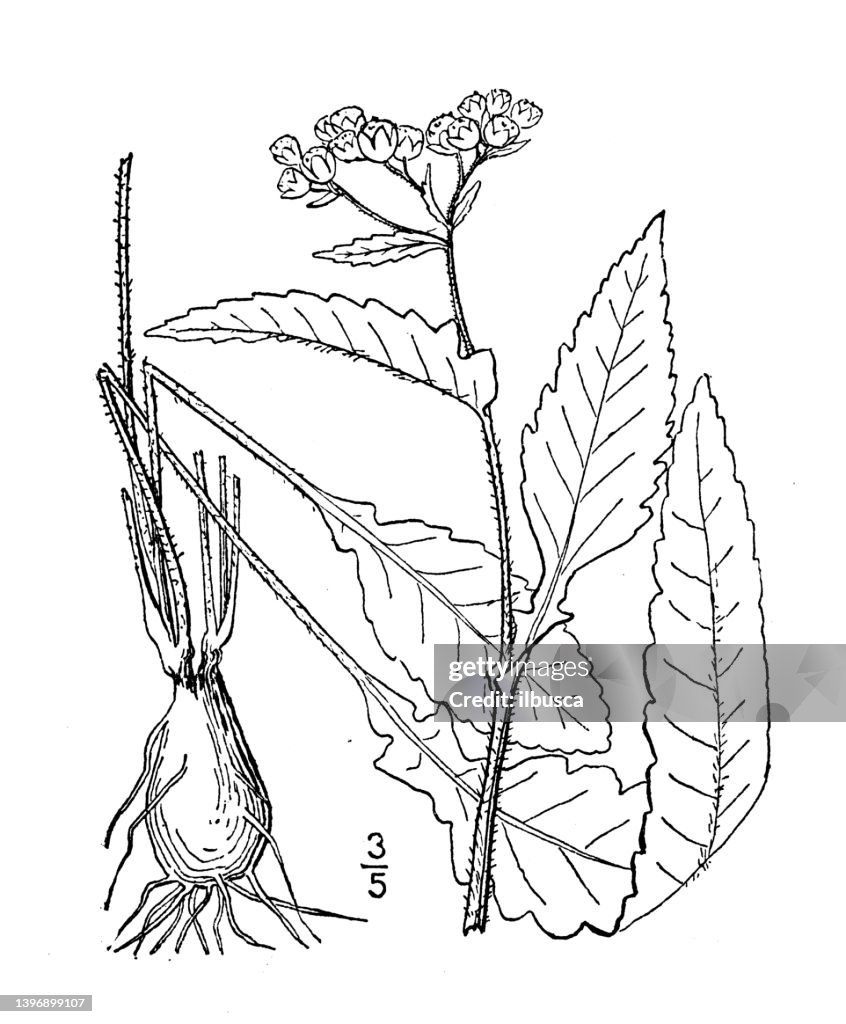 Antique botany plant illustration: Parthenium auriculatum, Auricled Parthenium