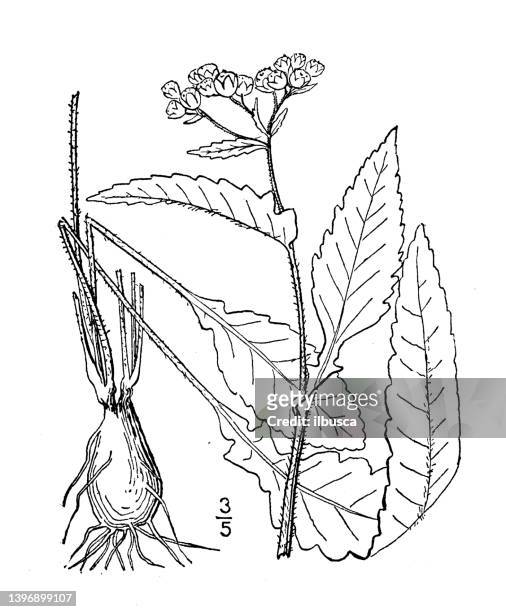 antique botany plant illustration: parthenium auriculatum, auricled parthenium - chrysanthemum parthenium stock illustrations
