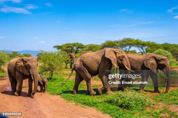 elephant family in lake manyara national park, tanzania - tarangire national park stockfoto's en -beelden