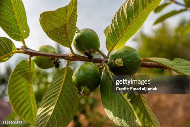 guava tree in ngorongoro marera mountain view lodge, karatu, tanzania - guava fruit stock pictures, royalty-free photos & images