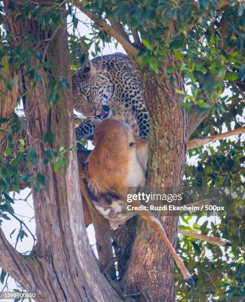 young cheetah on tree,maasai mara,kenya - léopard photos et images de collection