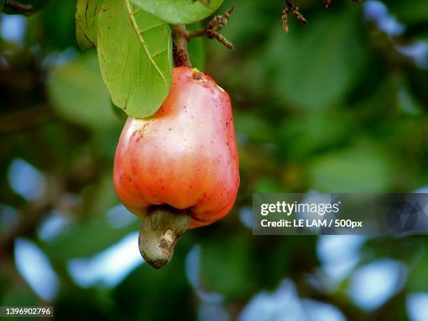 close-up of pomegranate growing on tree - cashew ストックフォトと画像