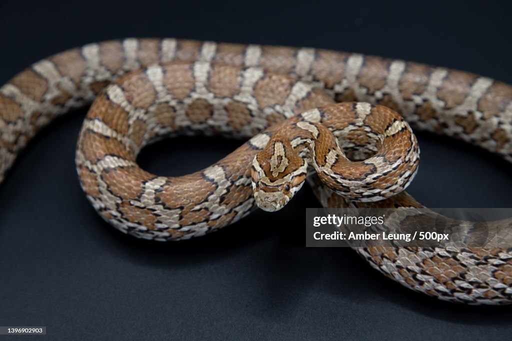 Close-up of corn snake against black background
