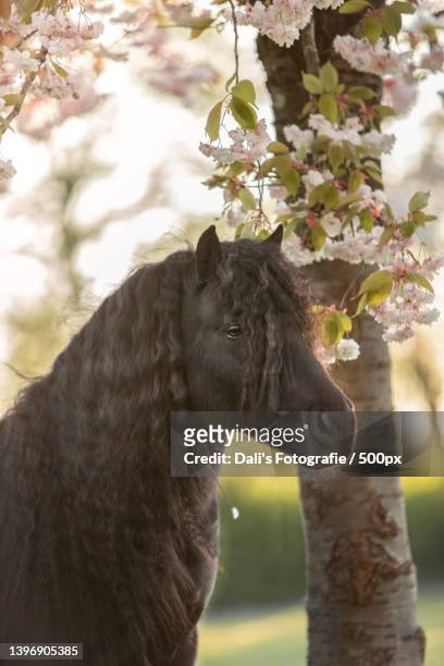 close-up of beautiful long haired black horse standing by flowering tree,netherlands - beautiful horse stock pictures, royalty-free photos & images