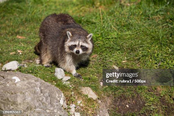 close-up of racoon on field - waschbär bildbanksfoton och bilder