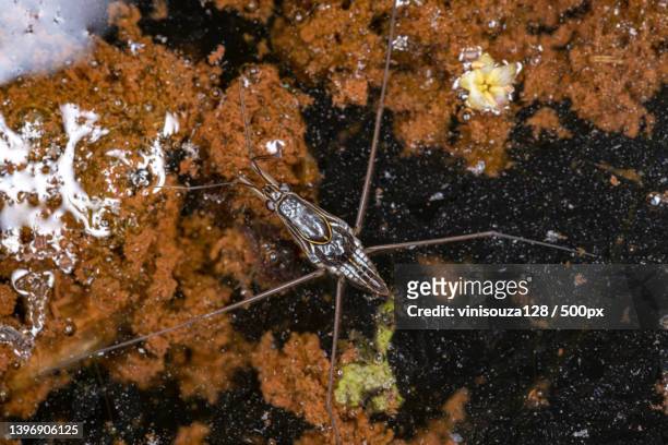 adult striped pond skater - belostomatidae stock pictures, royalty-free photos & images
