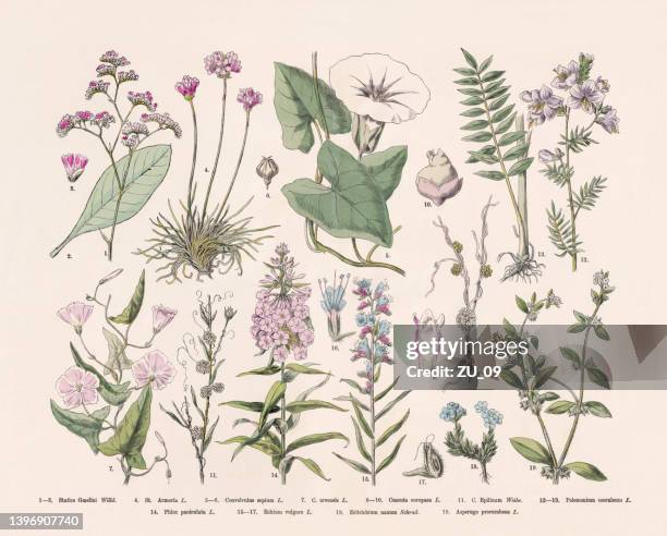 flowering plants (angiospermae), hand-colored wood engraving, published in 1887 - phlox paniculata stock illustrations