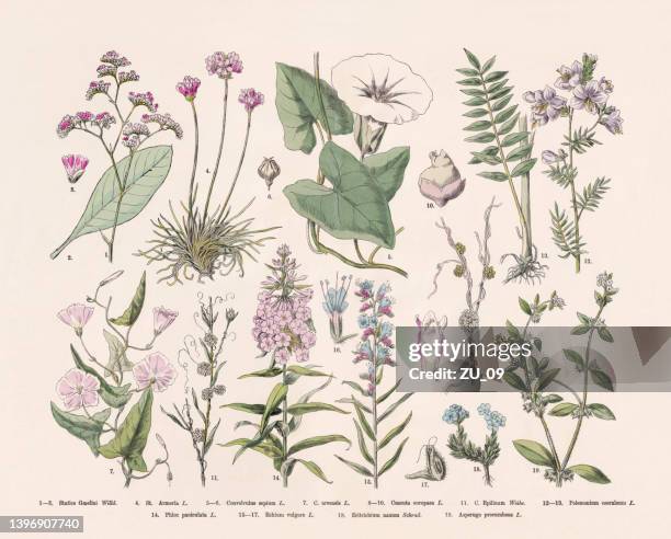 flowering plants (angiospermae), hand-colored wood engraving, published in 1887 - valeriana officinalis stock illustrations