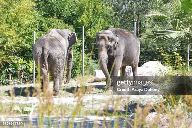 Elephants are fed at the press preview for 2022 GLAZA's Beastly Ball at Los Angeles Zoo on May 12, 2022 in Los Angeles, California.