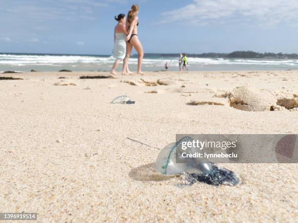 two women and a bluebottle on the beach - man of war stock pictures, royalty-free photos & images