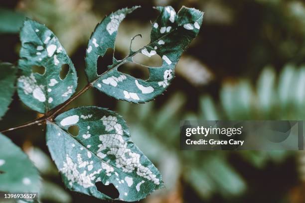 rose leaves damaged with white spots and holes - planta com peste imagens e fotografias de stock