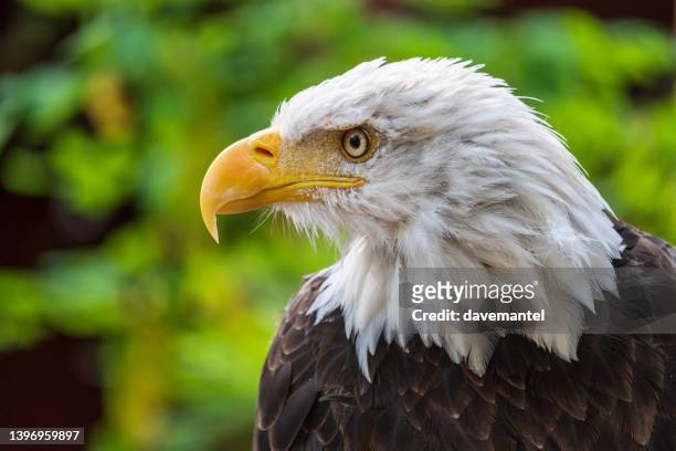 águila de cabeza blanca - vancouver island fotografías e imágenes de stock