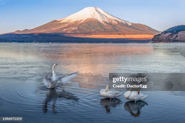 white swan in the frozen lake with fuji mountain background in winter morning, yamanakako lake, japan - yamanaka lake stockfoto's en -beelden