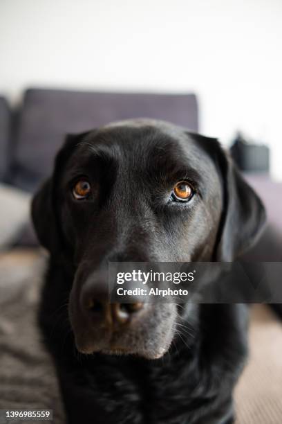 Gray Labrador Retriever Photos and Premium High Res Pictures - Getty Images