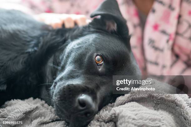 short-haired woman with glasses in pajamas giving affection to dog lying on the sofa at home - sofá 個照片及圖片檔