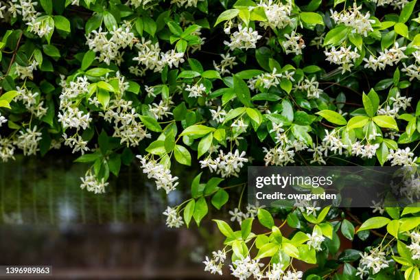 star jasmine in full bloom - perennifolio fotografías e imágenes de stock