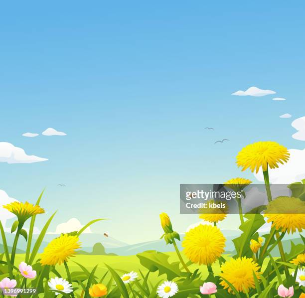 sommerwiese mit löwenzahn - bee flower grass stock-grafiken, -clipart, -cartoons und -symbole